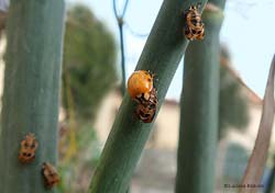 Harmonia axyridis