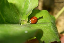 Harmonia axyridis