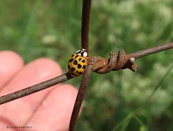 Harmonia axyridis