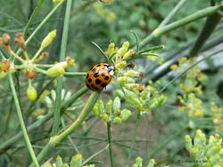 Harmonia axyridis