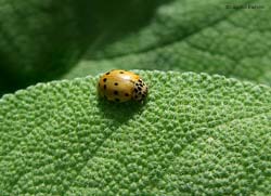 Harmonia quadripunctata