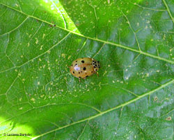 Harmonia quadripunctata