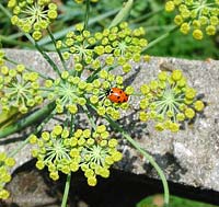 Hippodamia variegata