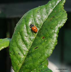 Hippodamia variegata