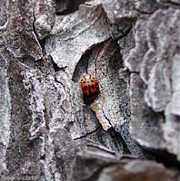 Oenopia congoblata