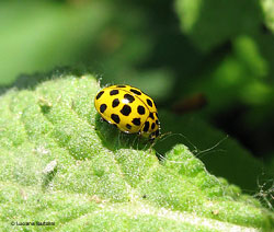 Psyllobora vigintiduopunctata