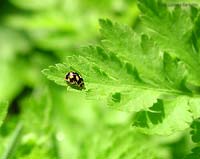 coccinella Propylea sp. nera con macchie gialle