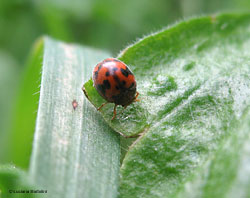 Subcoccinella vigintiquatuorpunctata