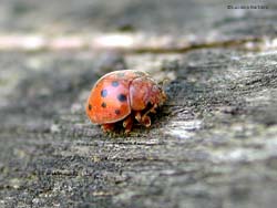 Subcoccinella vigintiquatuorpunctata