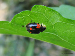 Adalia bipunctata