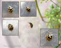 coccinella Propylea sp. con macchie gialle