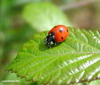 coccinella septempunctata