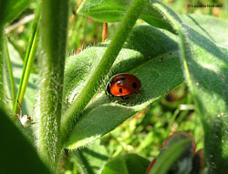 coccinella 7 punti