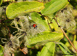 coccinella 7 punti