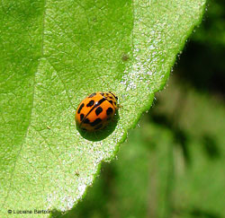 Propylea quatordecimpunctata