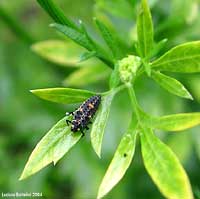 Larva di coccinella