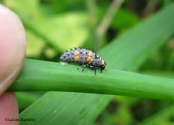 larva di Coccinella septempunctata