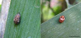 larva e pupa di Coccinella septempunctata