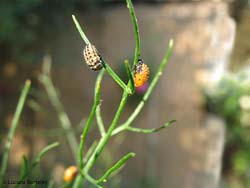 larva e pupa di coccinella