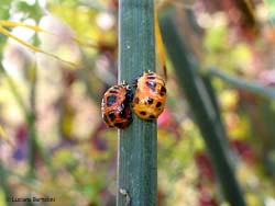 pupe di coccinella Harmonia axyridis