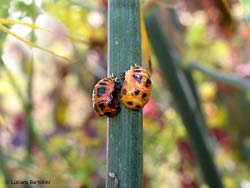 Pupe di Harmonia axyridis