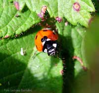 Coccinella septempunctata