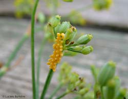 uova di Coccinella