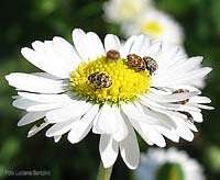 coleotteri dermestidae