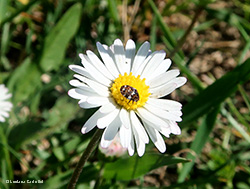 dermestide Anthrenus delicatus