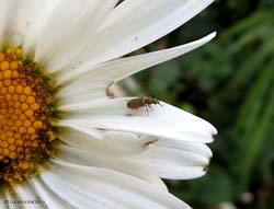 Danacaea sp.