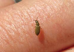 Piccolo coleottero marroncino Danacaea sp.