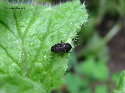 Dermestes murinus