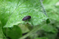 Dermestes murinus