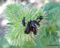 gruppo di coleotteri Divales bipustulatus