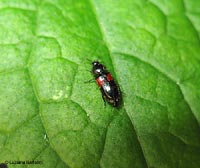 Divales bipustulatus