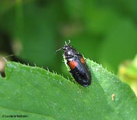 Divales bipustulatus
