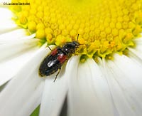 Divales bipustulatus