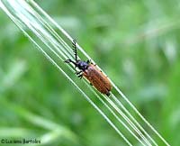 Drilus flavescens