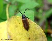 Drilus flavescens