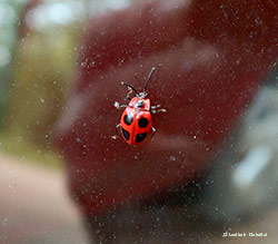 Endomychus coccineus