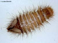 larva di coleottero dermestide