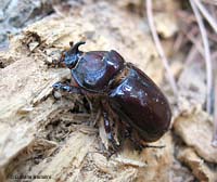 Oryctes nasicornis