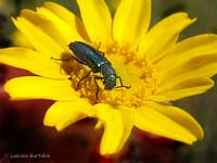 Psilothrix viridicoerulea