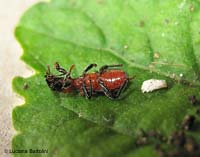 Thanasimus formicarius