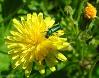 Psilothrix viridicoerulea