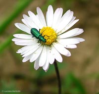 coleottero verde smeraldo Psilothrix viridicoerulea