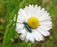 Psilothrix viridicoerulea