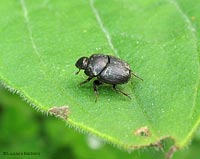 piccolo Scarabaeidae
