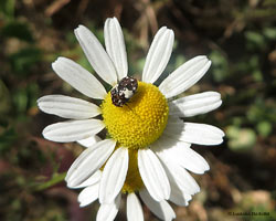 coleottero dermestide Anthrenus sp.