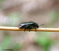 Enicopus hirtus